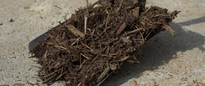 Cedar Mulch