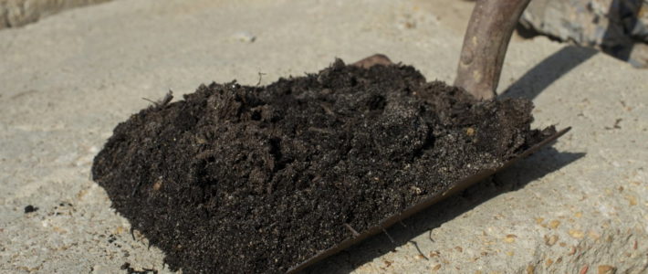 Sod Blend